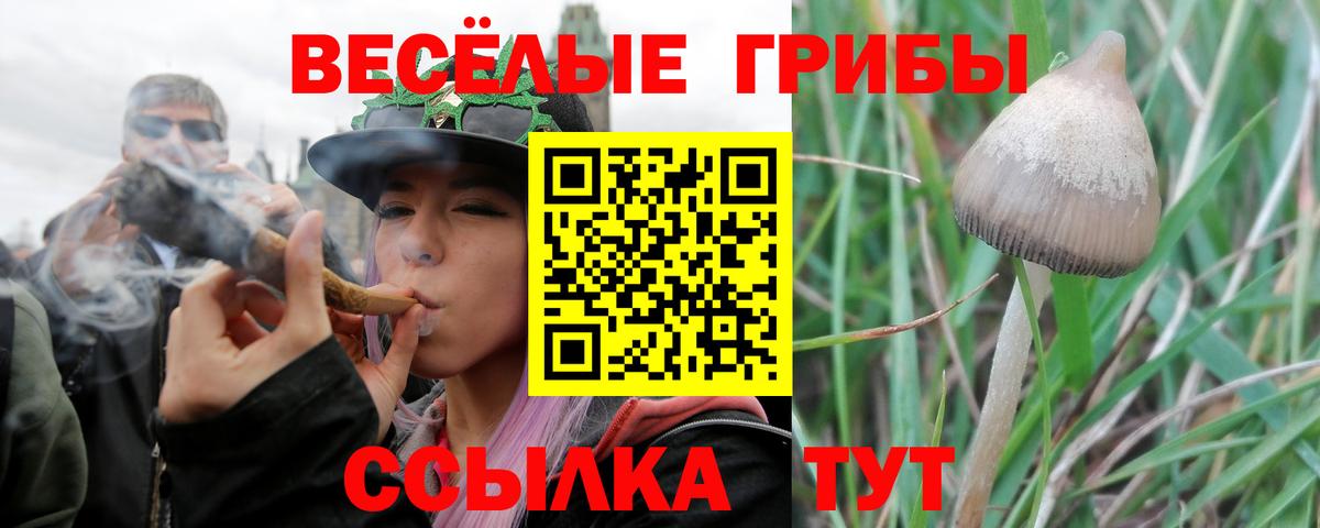Псилоцибиновые грибы Psilocybine cubensis  Вход с VPN  Псилоцибиновые грибы Psilocybine cubensis  Беслан 